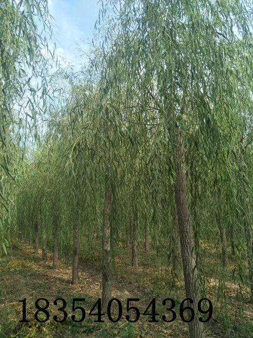 江西赣州10公分碧桃价格大量供应绿化乔木